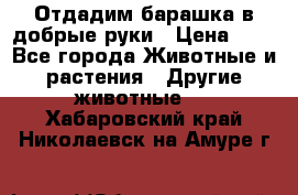 Отдадим барашка в добрые руки › Цена ­ 1 - Все города Животные и растения » Другие животные   . Хабаровский край,Николаевск-на-Амуре г.